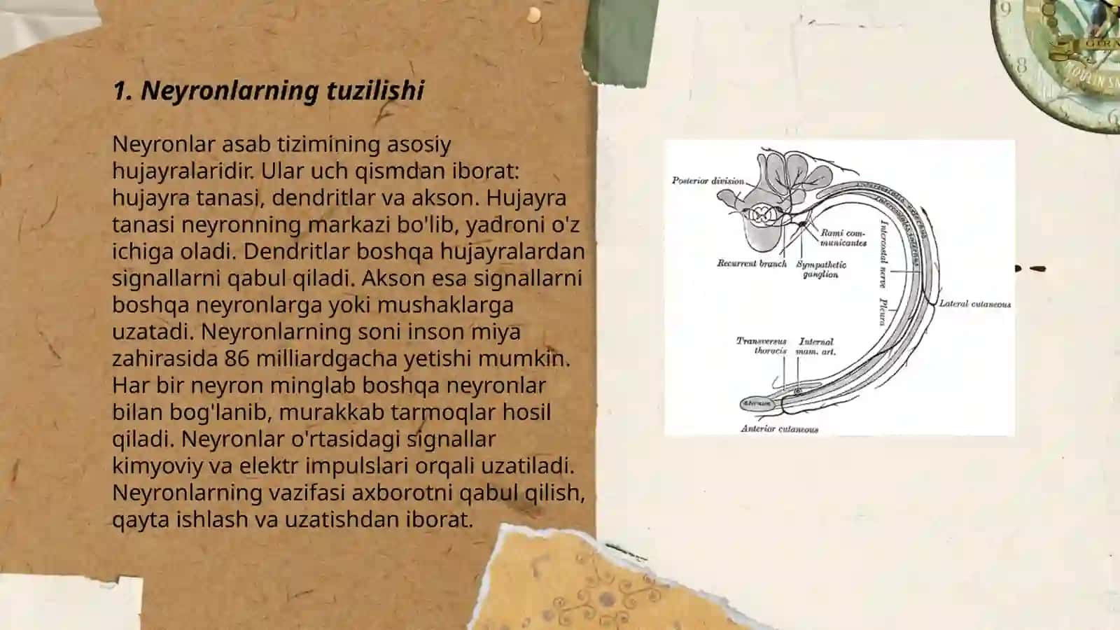 Neyronlarning tuzilishi 3