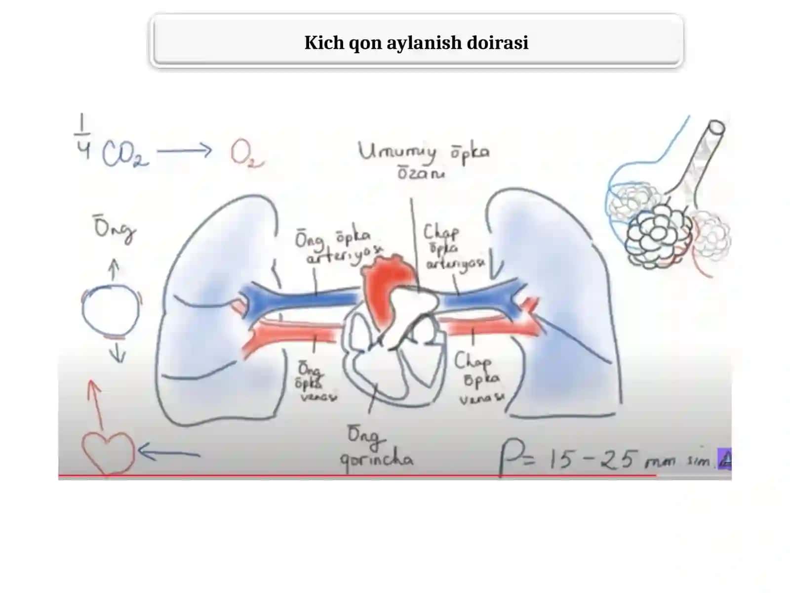 Kich qon aylanish doirasi 3