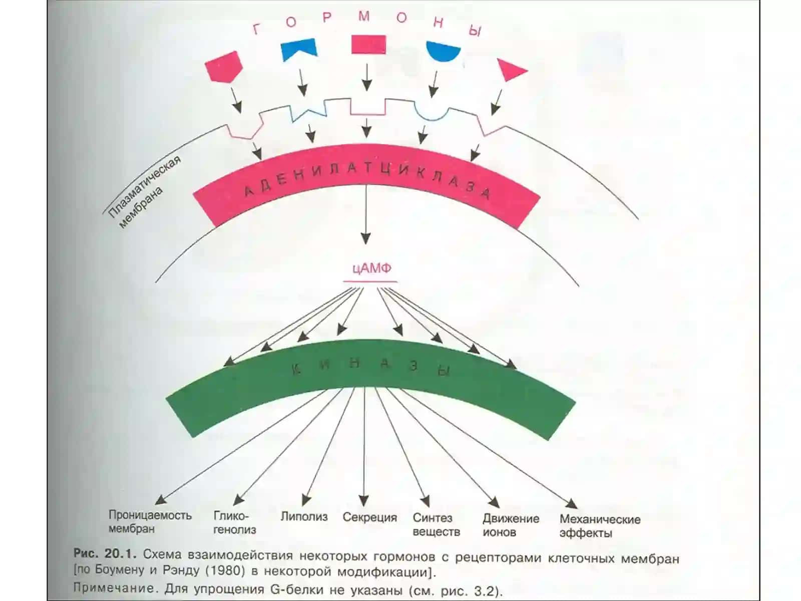 Гормонлар 3