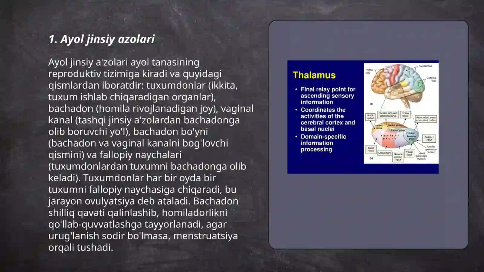 Ayol jinsiy azolari 3