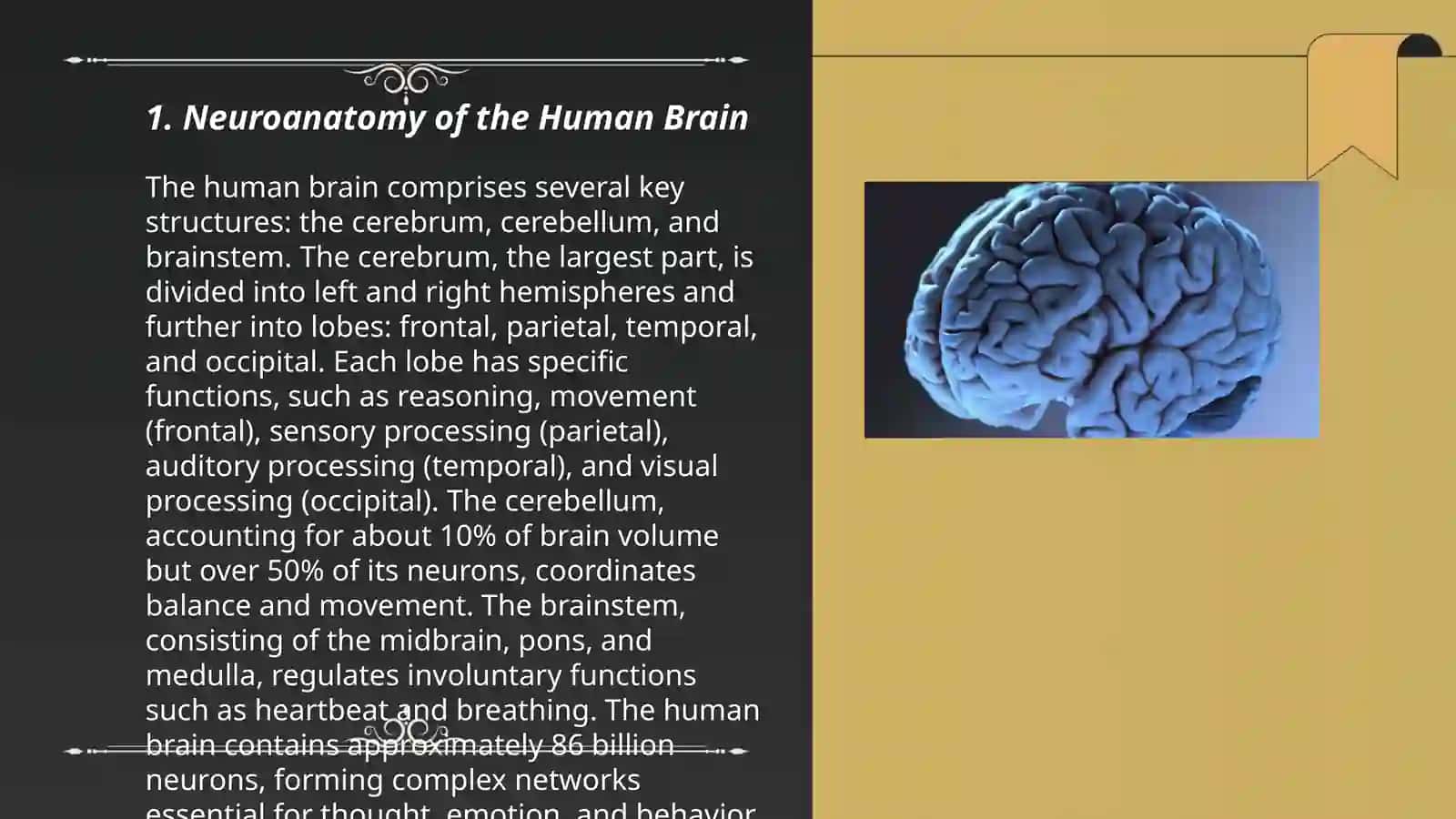 Human brain 3