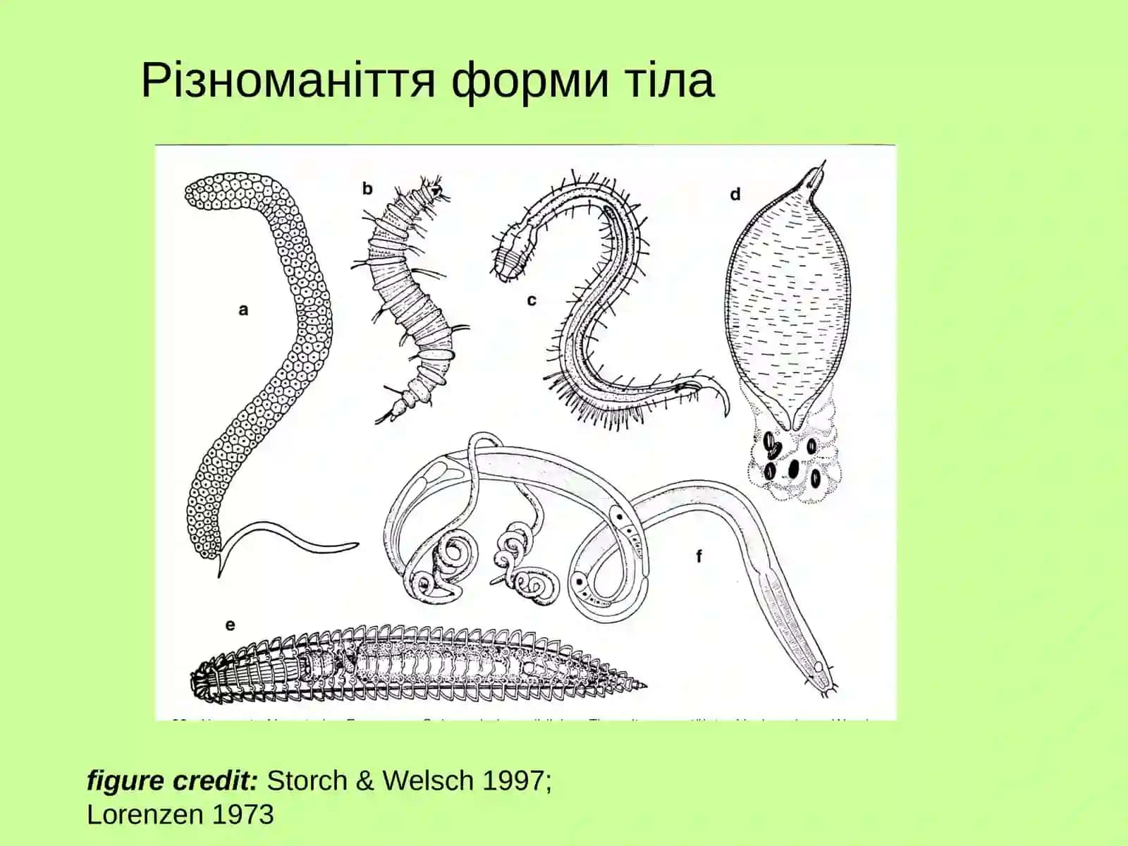 Nematoda 3