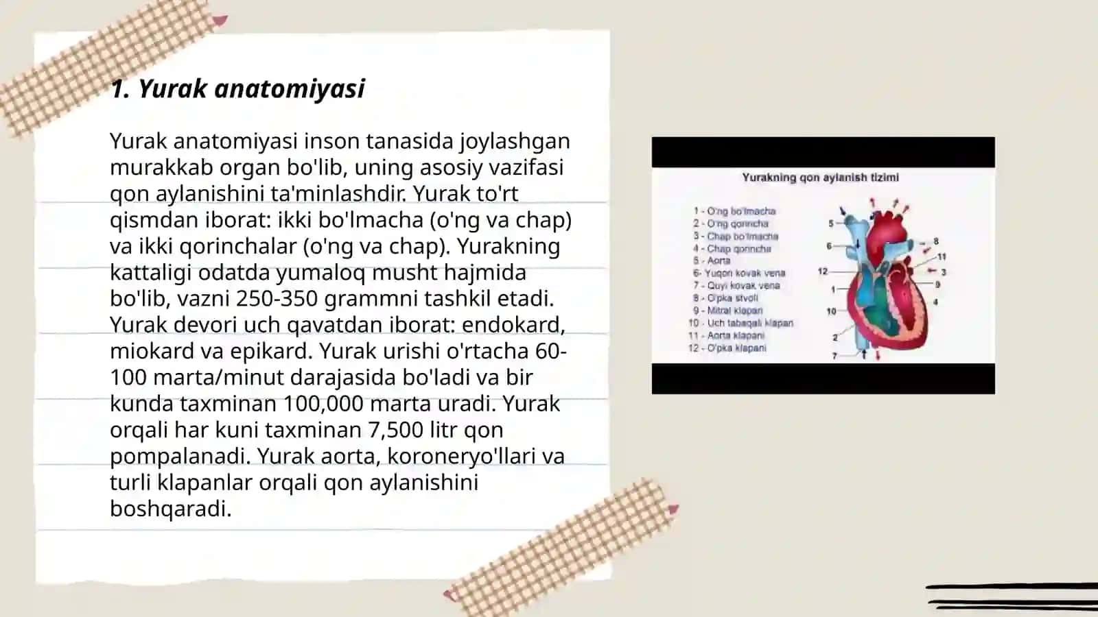 Yurak-qon tomir tizimi tuzilishi 3