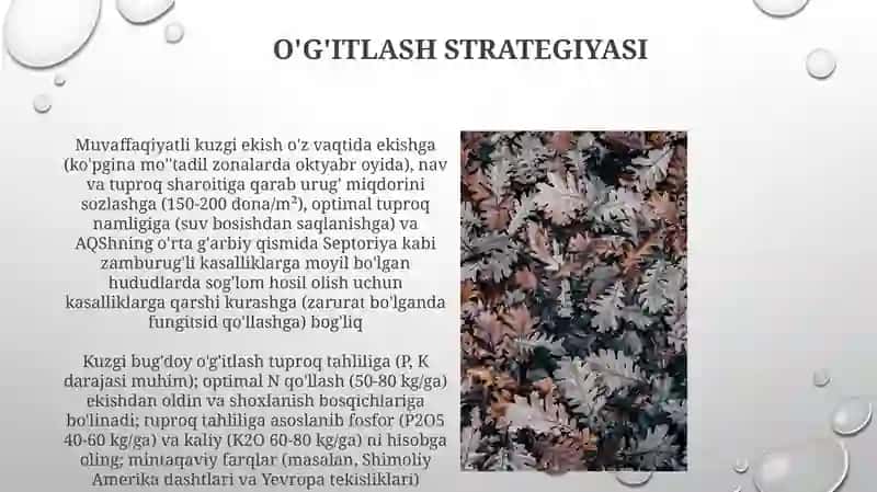 Yerni kuzgi bugʻdoy va kuzgi ekishga tayorlash 3