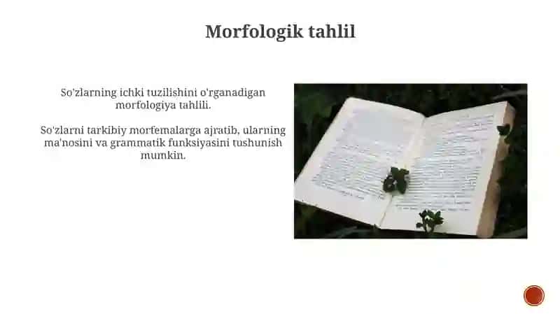 Morfologiya 3