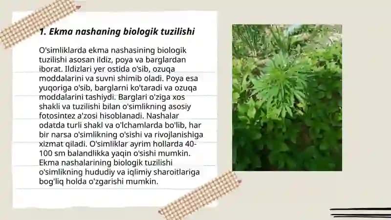 Ekma nasha ( Cannabis sativa ) 3