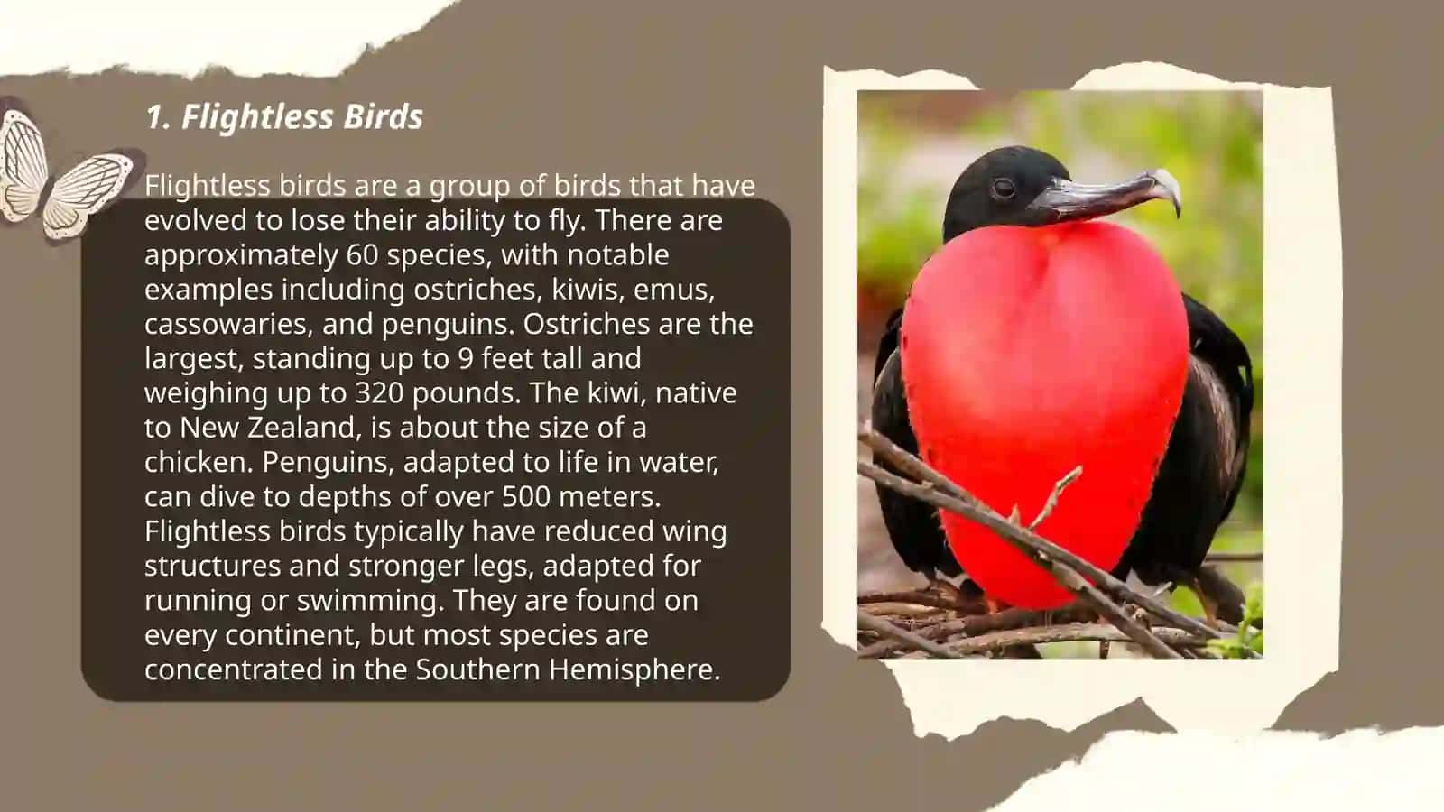 About the types of unusual birds 3