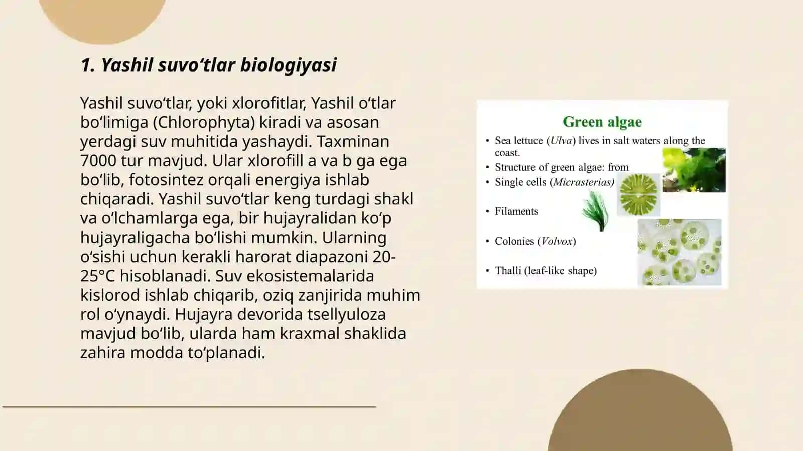 Yashil suvoʻtlar biologiyasi 3
