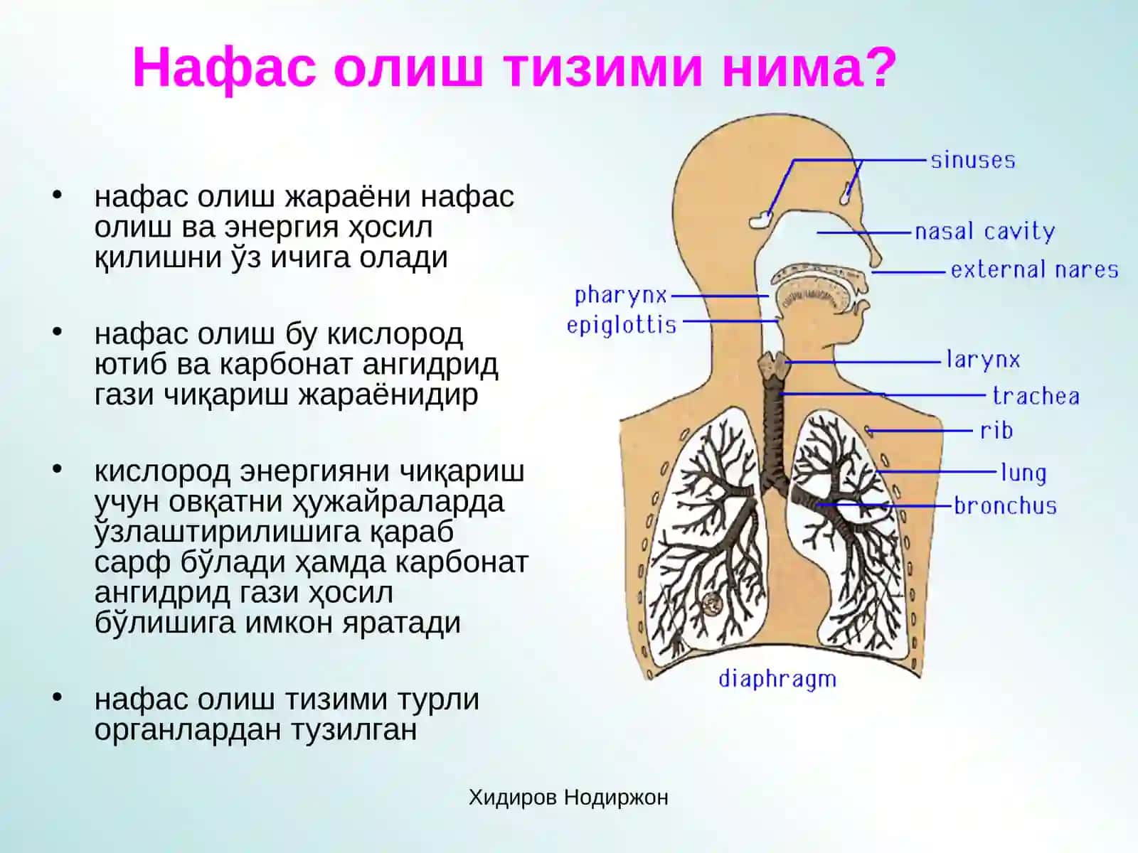 Нафас аҳамияти. Нафас олиш механизми. Нафас жараёнларининг асосий фаолиятлари: ташқи нафас алвиолалар ва туўималарда газлар алмашинуви 3