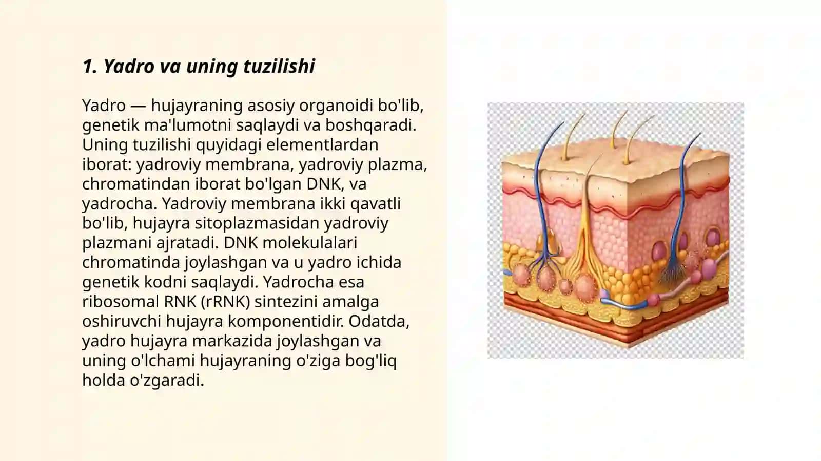 Teri tuzilishi va funksiyasi 3