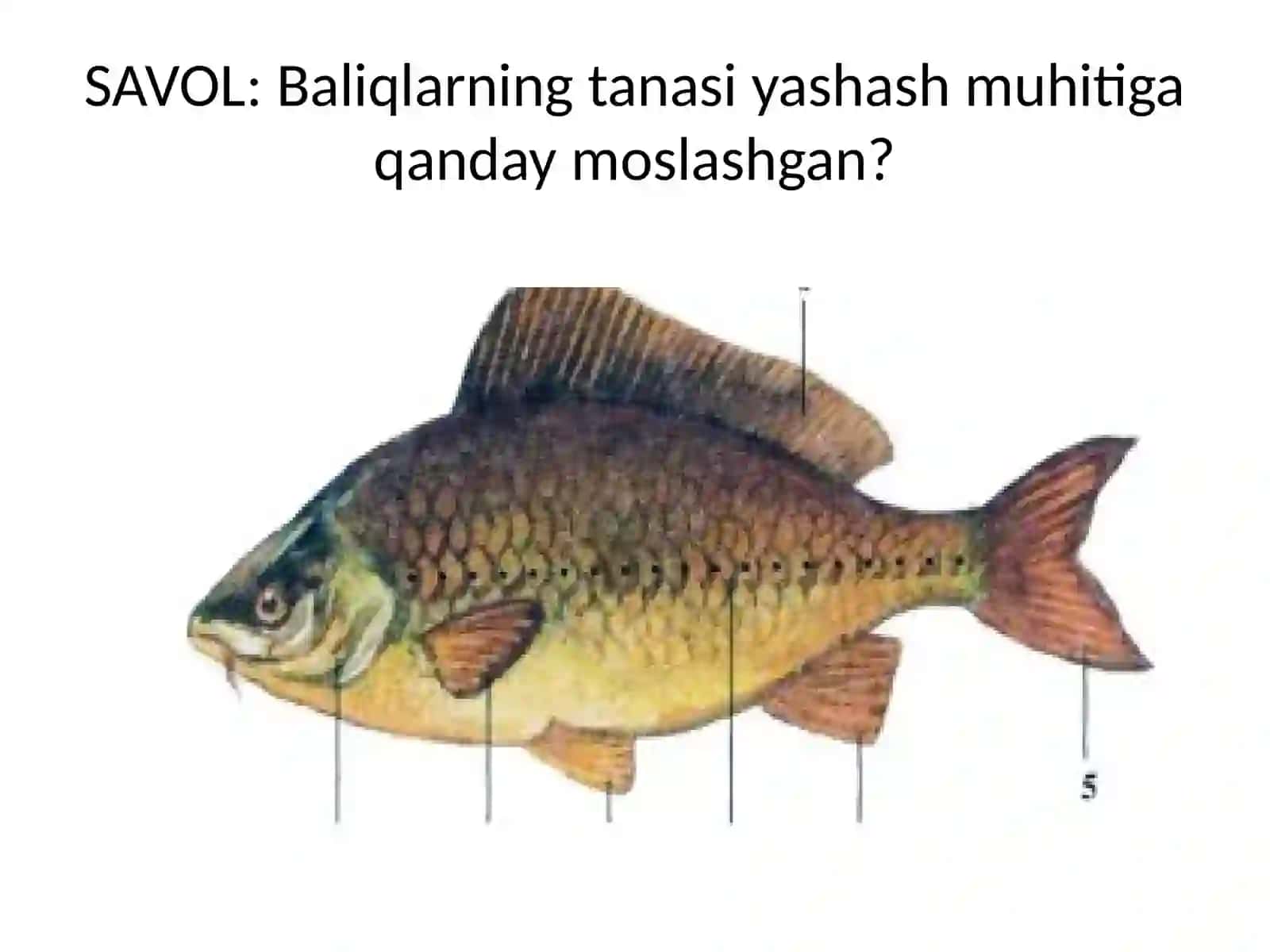 Baliqlarning ichki tuzilishi 3