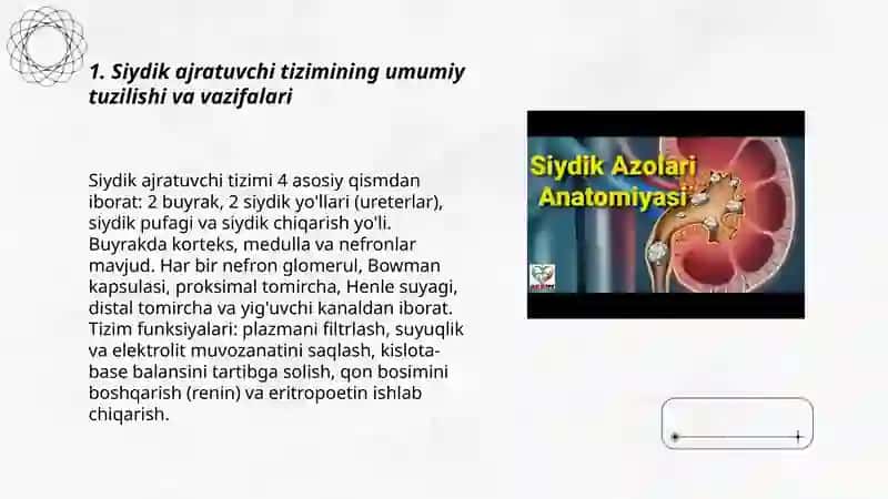 Siydik ajratuvchi tizimi. Buyrak 3
