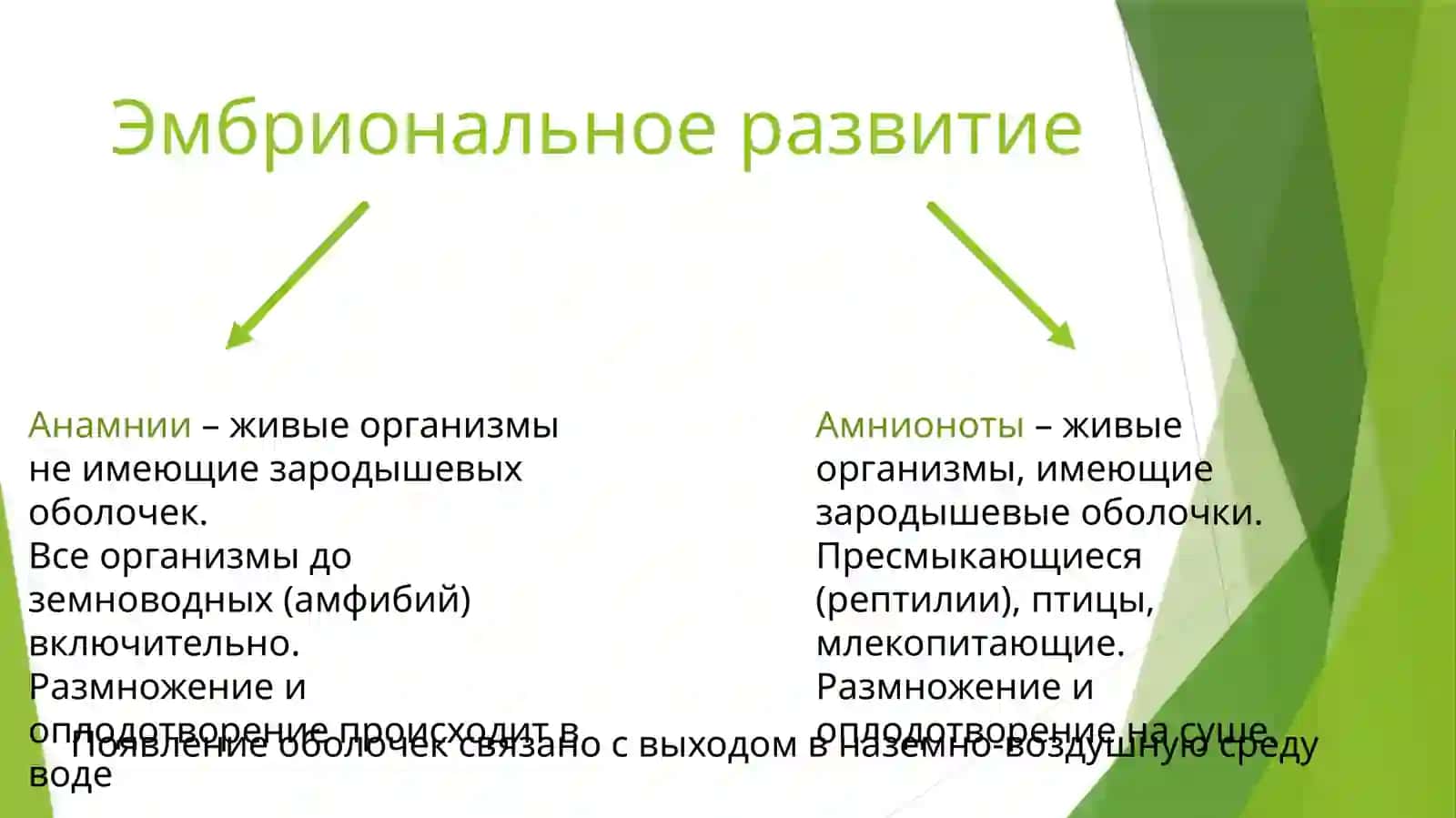 Онтогенез 3