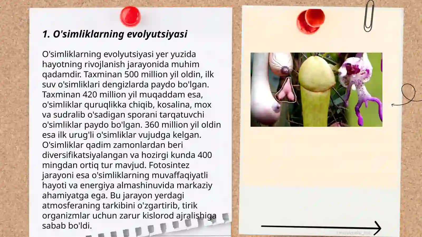 O'simliklar dunyosi 3