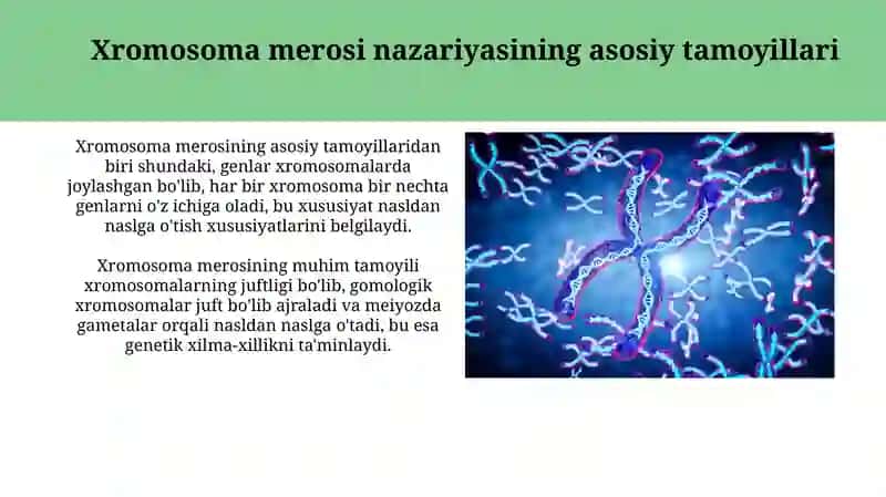 Xromosoma meros nazariyasi 3