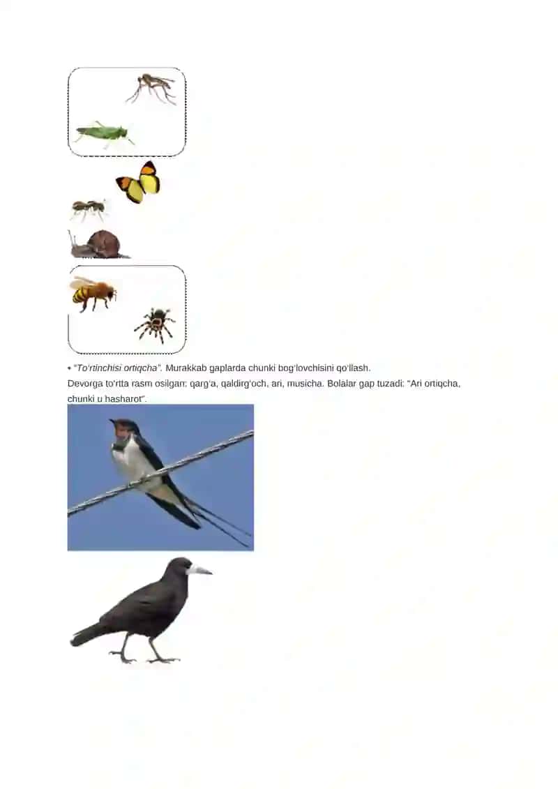 Hasharotlar 3