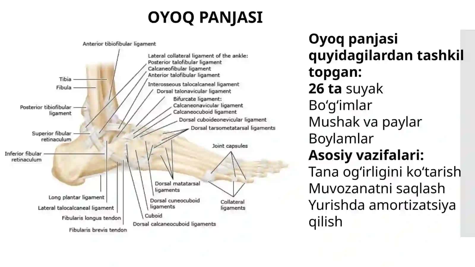 oyoq panjasi deformatsiyalari . maymoqlik va yassioyoqlik 3