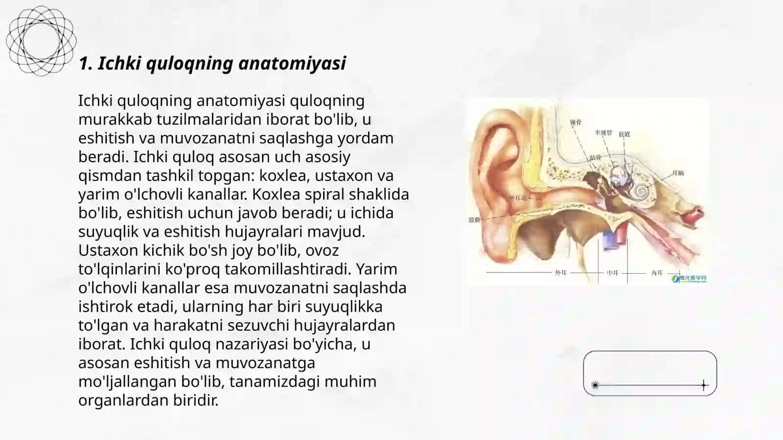 Ichki quloq tuzilishi 3