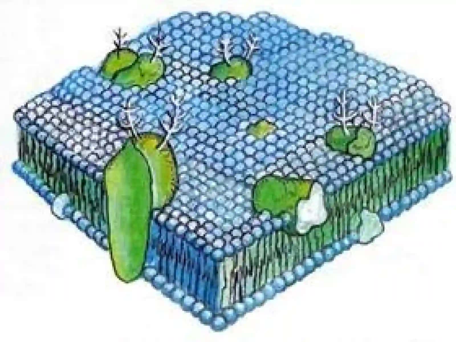 Plastikalmashinuv.Oqsillarbiosintezi.Genetikkod 3