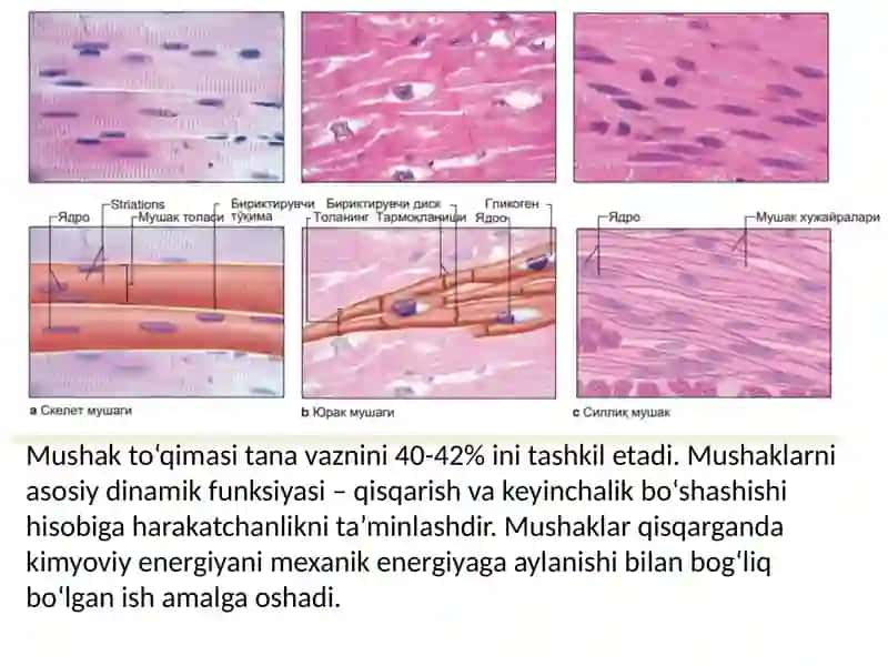 MUSHAK SISTEMASI BIOKIMYOSI 3