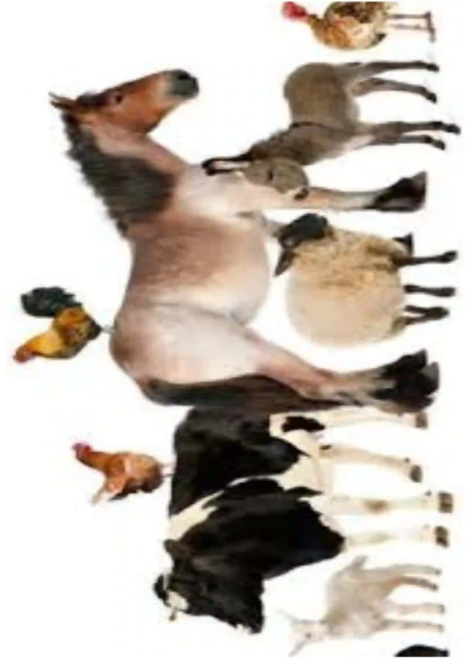 Davlat veterinariya xizmatining taminoti va moliyalashtirilishi 3