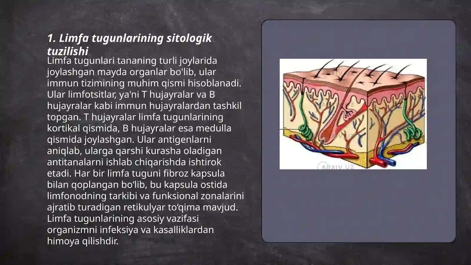 Limfa tugunlari tuzilishi 3