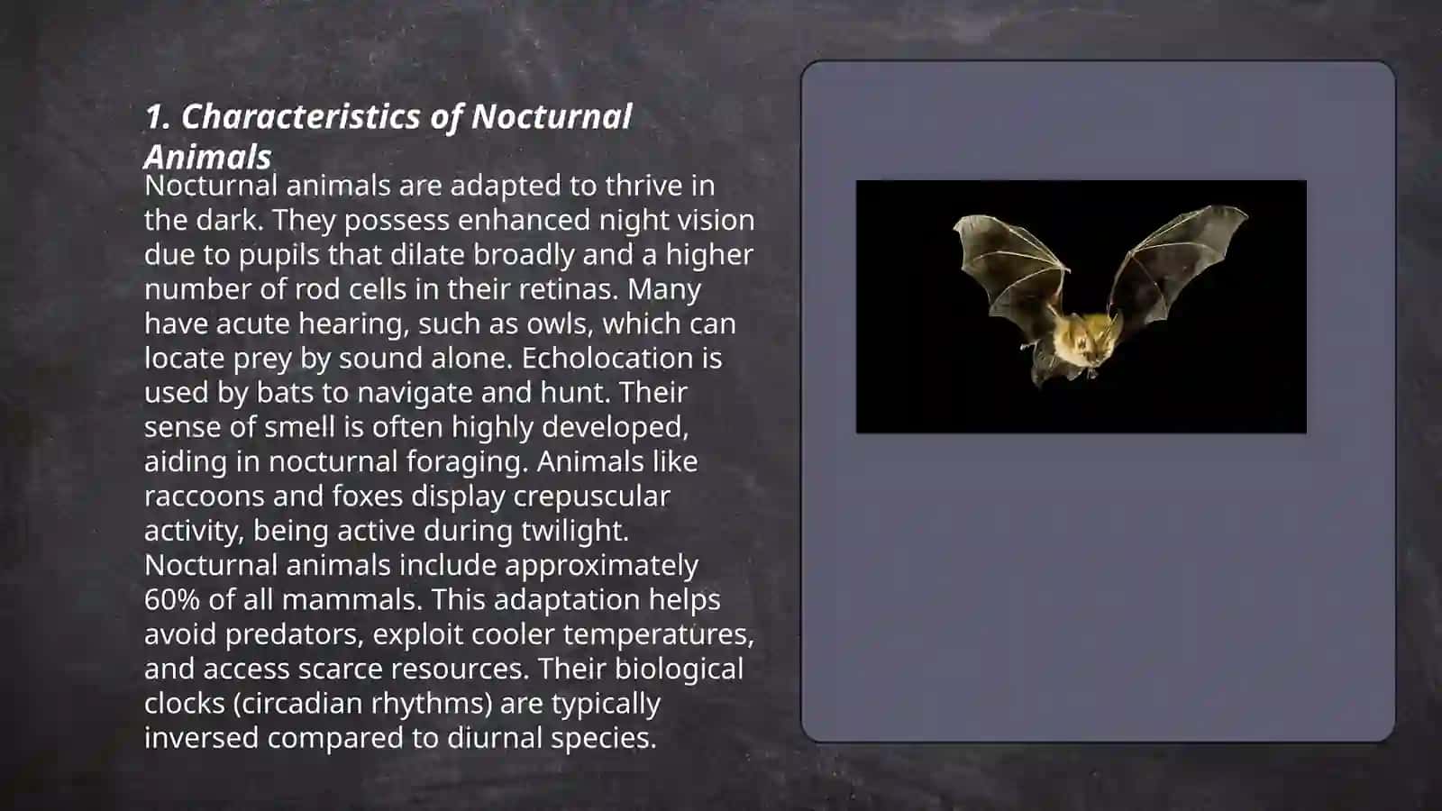 Nocturnal animals 3
