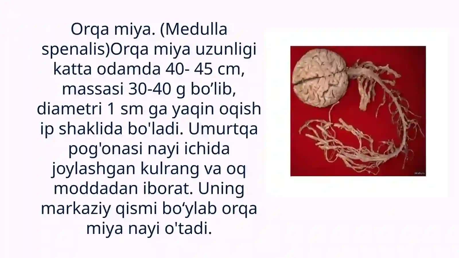Orqa miya 3