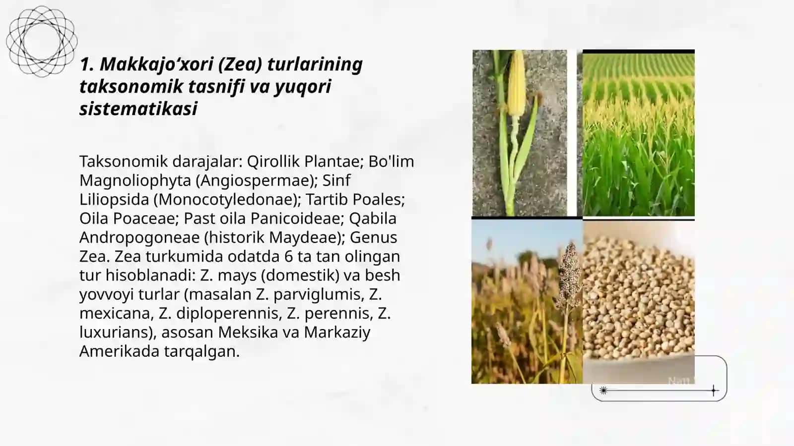 Makkajoʻxori turlari 3