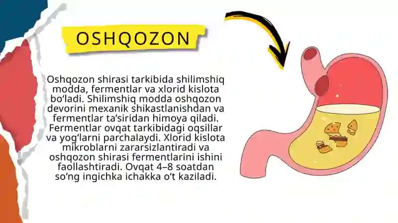Ovqat hazm qilish sistemasi 3