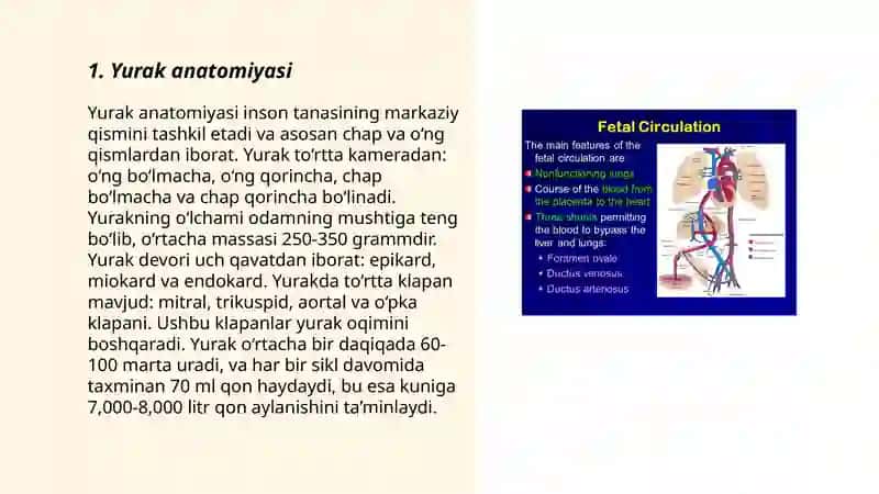Yurak anatomiyasi 3