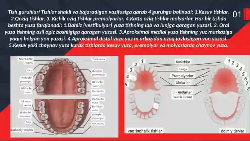 Tishlarfiziologiyasi 3