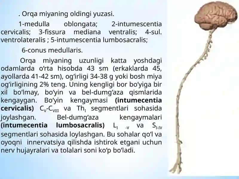 Orqa miya 3