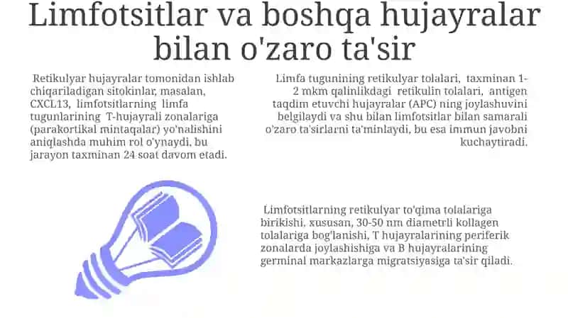 Limfatik tugunning retikulyar to‘qimasi 3