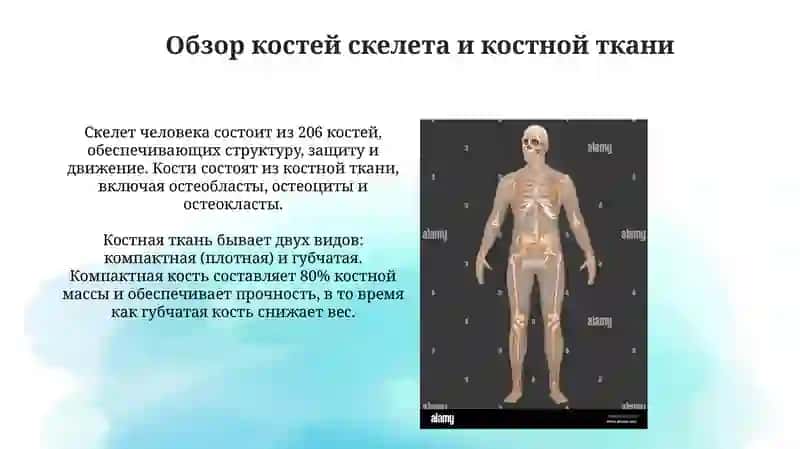 Анатомия костей скелета 3
