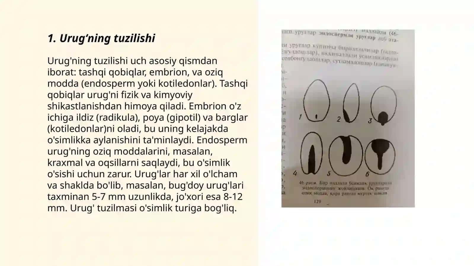 Urugʻ va meva urugʻning rivojlanishi 3