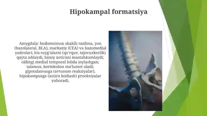 Limbik tizim asosiy anatomik xosilalari 3