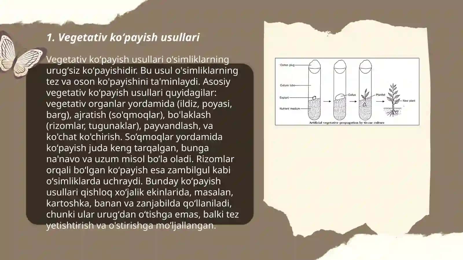 Oʻsimliklarning vegetativ koʻpayishi 3