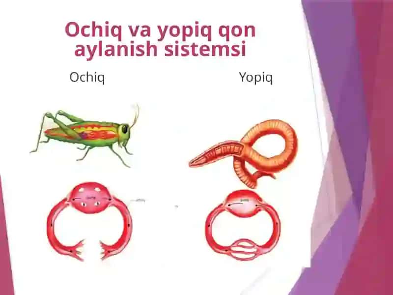 Umurtqasizlarning qon aylanish sistemasi 3