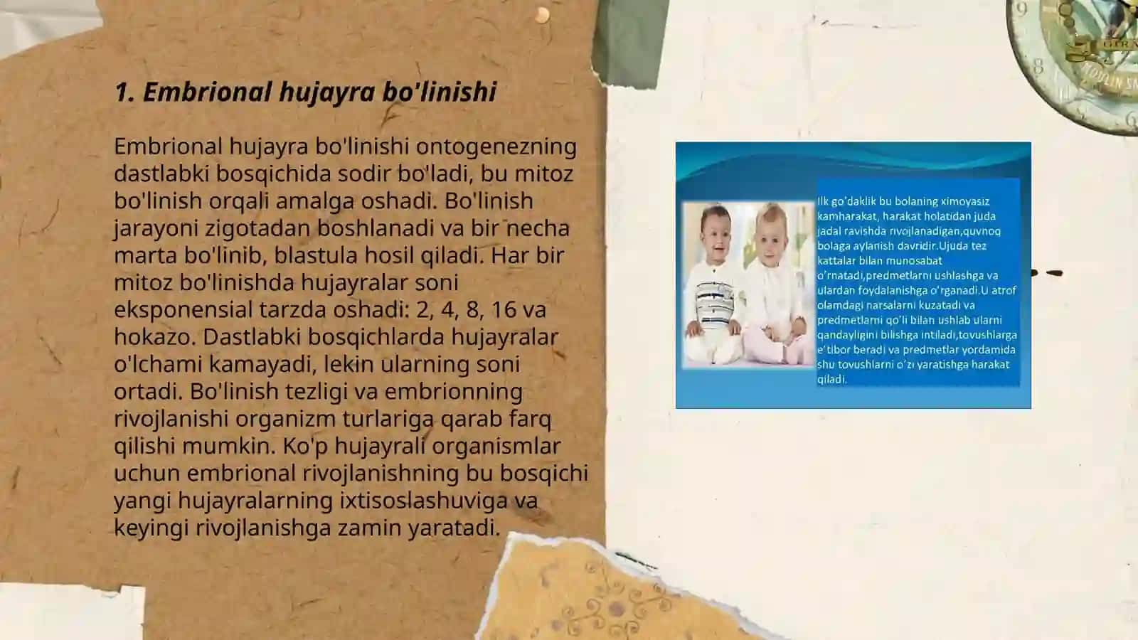 Embrional hujayra bo'linishi 3