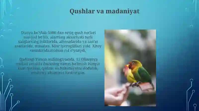 Qushlar va madaniyat 3