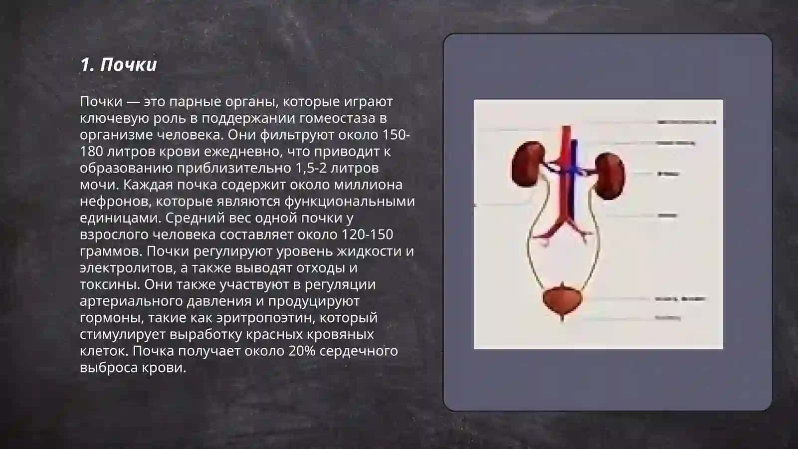 Основные органы выделительной сестемы Тошимов Самандар 3