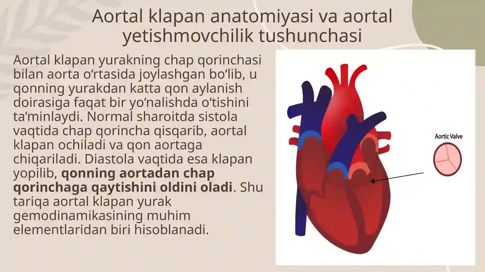 Aortalklapan anatomiyasi va aortalyetishmovchilik 3