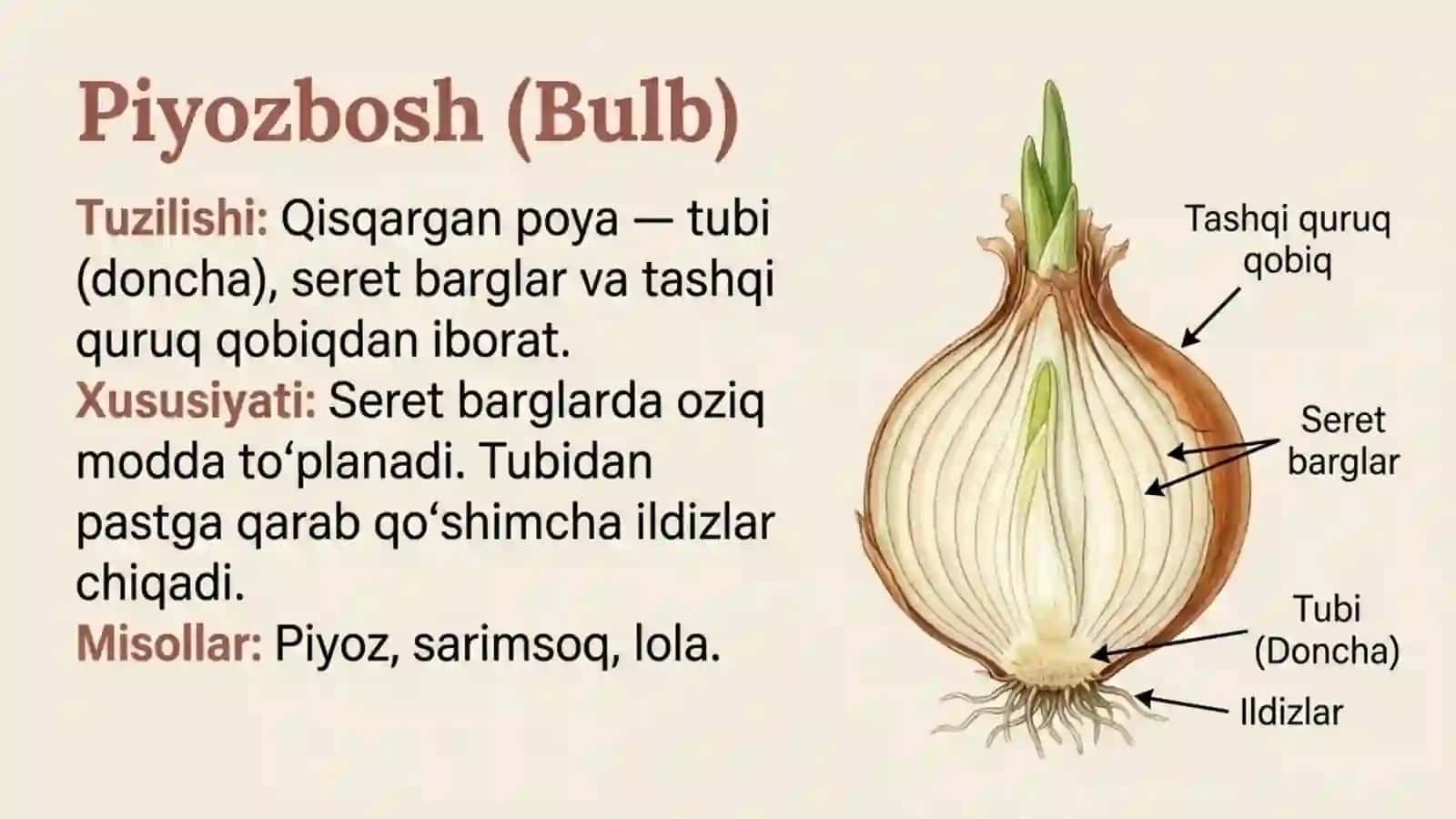 Shakli o'zgargan novdalar va barglar (Metamorfoz) 3