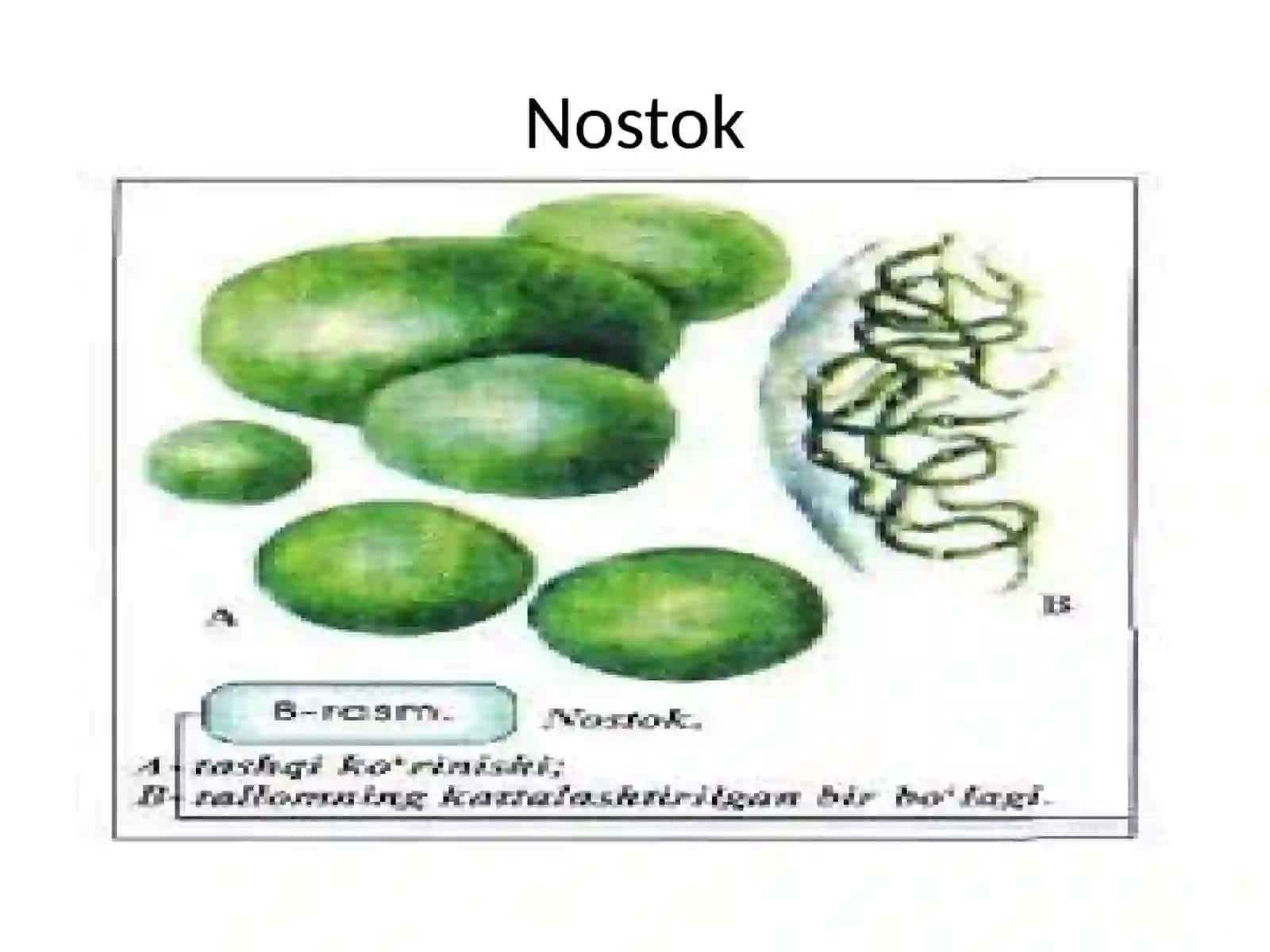 Ko`k–yashilvaqizilsuvo`tlar 3