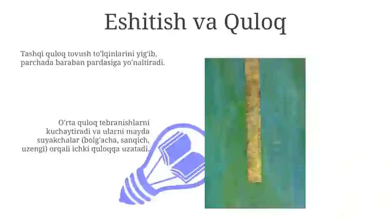Bilish sezgi organlari 3