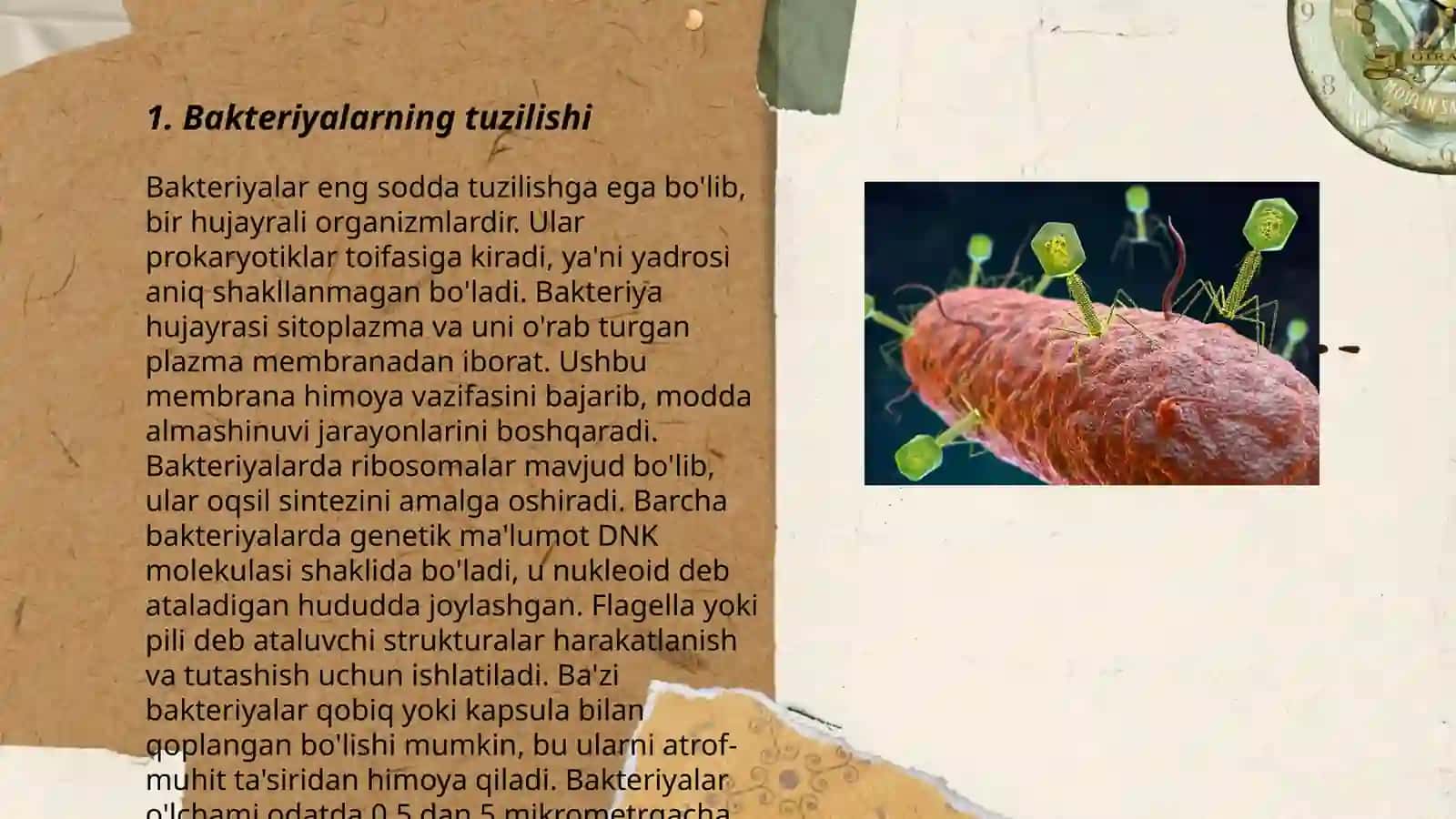 Bakteriya va Viruslar 3