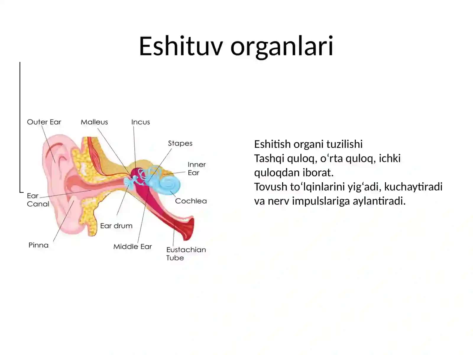 Sezgi organlari gistologiyasi 3