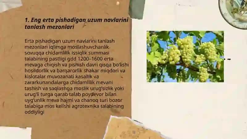Uzumni eng erta pishadigan navlarini yetishtirish texnologiyasi 3