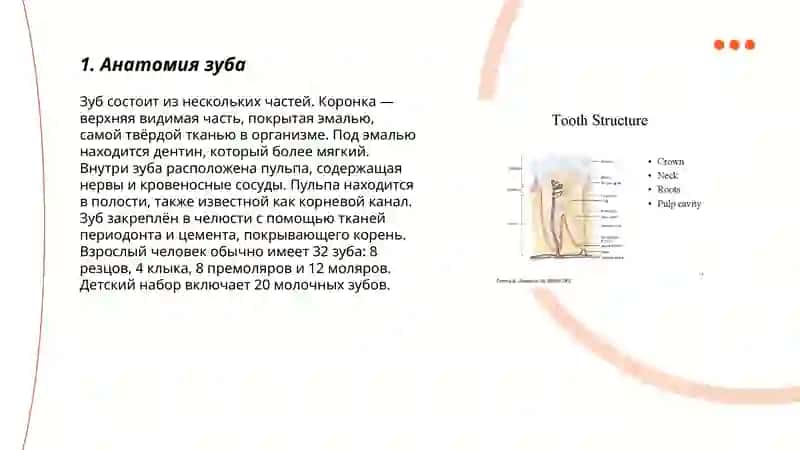 Строение зубов 3